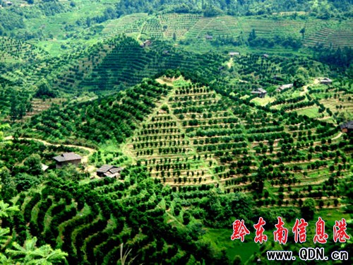 岑鞏縣“思州”牌文旦柚產業發展觀察(圖)