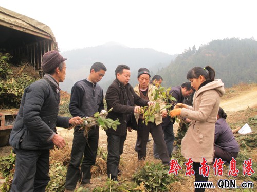 ֲ�九(ji��)����ƽ��������46000����y�����D��