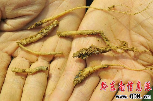 �͜��������P��̫�Ӆ��ܓp��(y��n)�أ��D��