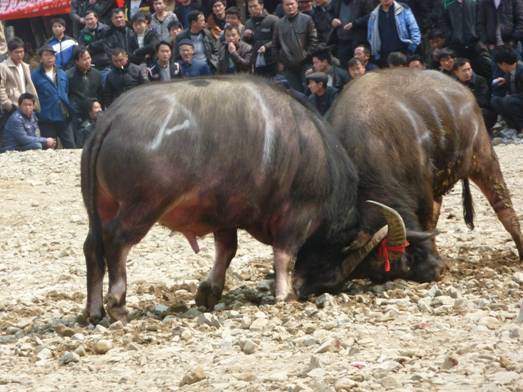 著名畫家戴順智日記三則:我去黔東南看斗牛