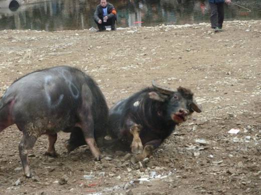 著名畫家戴順智日記三則:我去黔東南看斗牛