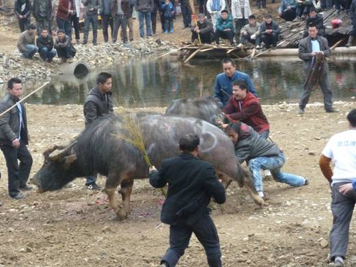 著名畫家戴順智日記三則:我去黔東南看斗牛