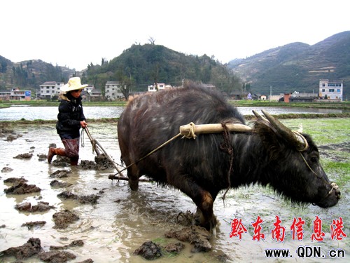 岑鞏縣農民搶抓天時“鬧”春耕(組圖)