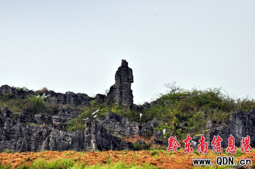 黃平上塘,發現近千畝造型獨特石林(組圖)