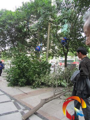 工作人員正在鋸樹枝