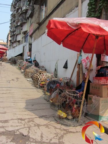 冷冷清清的活禽交易市場