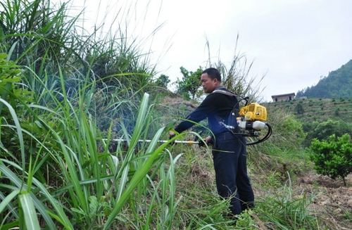 楊秀福在給果樹噴灑農藥