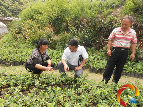 扶貧辦一行在查看茶苗