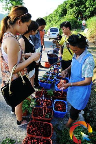 望豐鄉公統村民在公路邊銷售楊梅