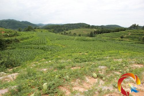 荒山已變金銀山