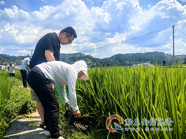 農(nóng)業(yè)技術(shù)人員正在投放“稻田衛(wèi)士”