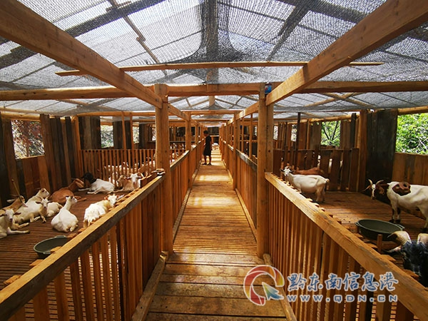 德化鄉俾翁村林羊養殖產業