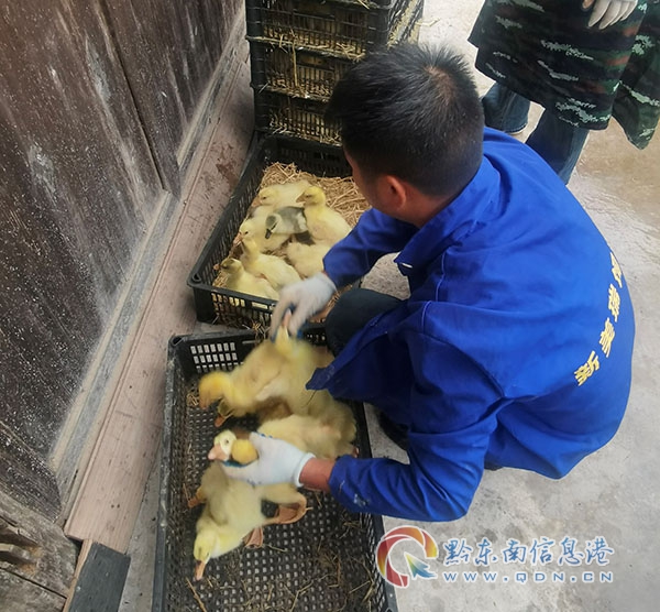 九潮鎮發放鵝苗到農戶