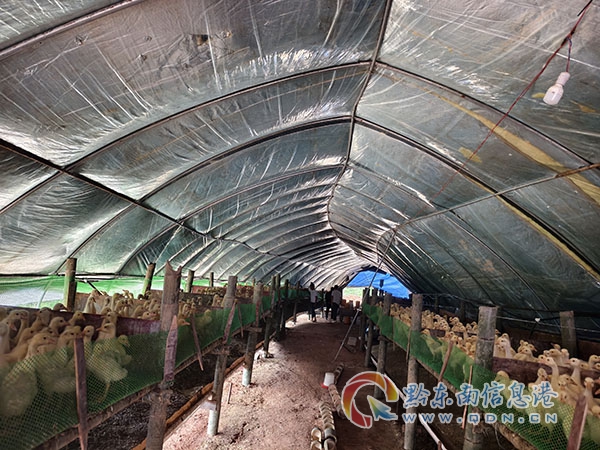 九潮鎮羅伍村鵝養殖點