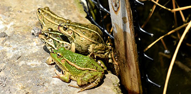 �P�����Ո�����ܱ�����2�f��ֻ�ڰ��� ������푡��Gɫ�S������